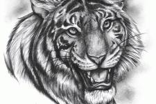 tiger tattoo