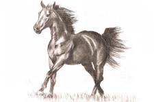 horse tattoo