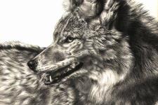 kurt dövme modeli - wolf tattoo